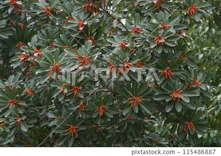 Bayberry flowers, March 2023 115486887