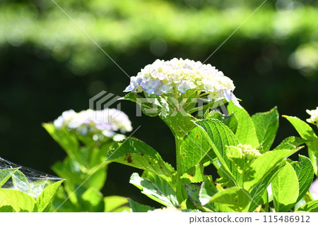 繡球花 藤澤市新林公園 繡球花 藤澤市新林公園 115486912