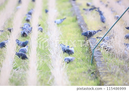 A flock of pigeons feeding in a rice field 115486999