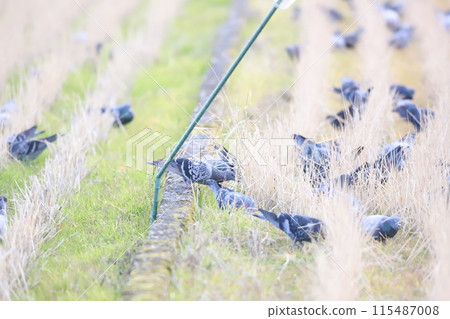A flock of pigeons feeding in a rice field 115487008