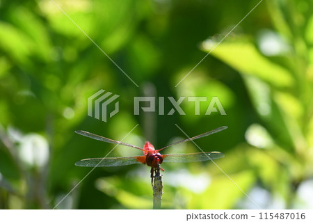 A red dragonfly resting its wings in a flower bed A red dragonfly resting its wings in a flower bed 115487016