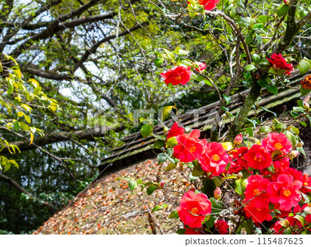 春天的岡山，後樂園的大氣景色，鮮紅的山茶花盛開，茅草屋頂 115487625