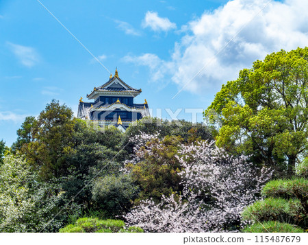 Spring in Okayama: The quaint scenery of Korakuen Garden, colorful cherry blossoms, fresh greenery and Okayama Castle Spring in Okayama: The quaint scenery of Korakuen Garden, colorful cherry blossoms, fresh greenery and Okayama Castle 115487679