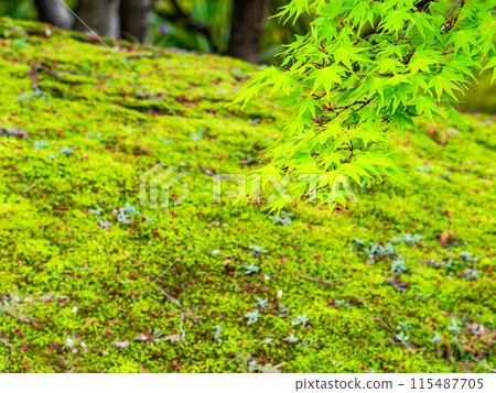 春天的岡山、後樂園的風情、楓樹的新綠 115487705