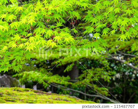 春天的岡山、後樂園的風情、楓樹的新綠 115487707