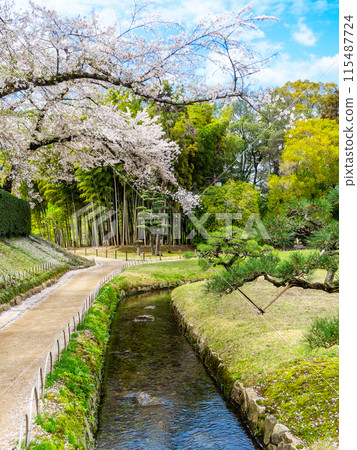 Spring in Okayama: A quaint view of Korakuen Garden, with cherry blossoms in full bloom along the stream and a garden path surrounded by fresh greenery Spring in Okayama: A quaint view of Korakuen Garden, with cherry blossoms in full bloom along the stream and a garden path surrounded by fresh greenery 115487724