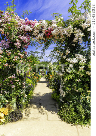 開滿玫瑰的小路(垂直) 開滿玫瑰的小路(垂直) 115488018