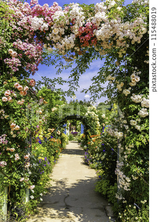 Rose-filled path (vertical) 115488019