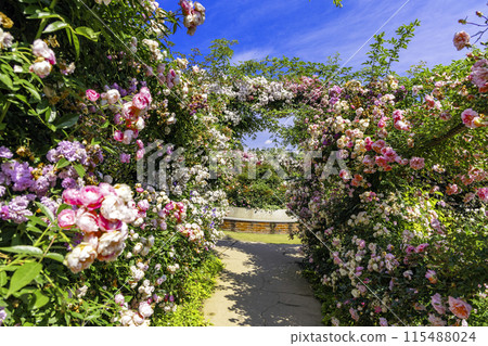 Rose Blooming Narrow Path 115488024