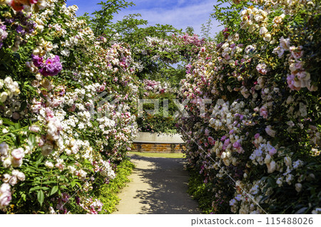Rose Hedge Path Rose Hedge Path 115488026