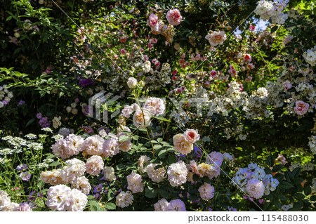 Colorful roses 115488030