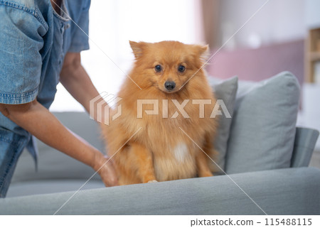 Happy dogs or puppy smiling in bedroom at home or house. Pet animal. 115488115