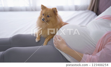 A portrait of happy Asian pregnant woman with domestic dog pet animal in bedroom at home. Having a baby. Family people lifestyle. Mom love. 115488254