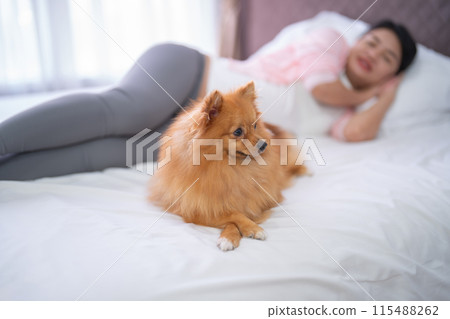 A portrait of happy Asian pregnant woman with domestic dog pet animal in bedroom at home. Having a baby. Family people lifestyle. Mom love. A portrait of happy Asian pregnant woman with domestic dog pet animal in bedroom at home. Having a baby. Family people lifestyle. Mom love. 115488262