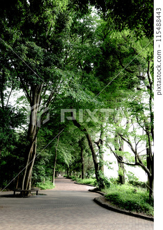 夏日長廊（彩色） 115488443