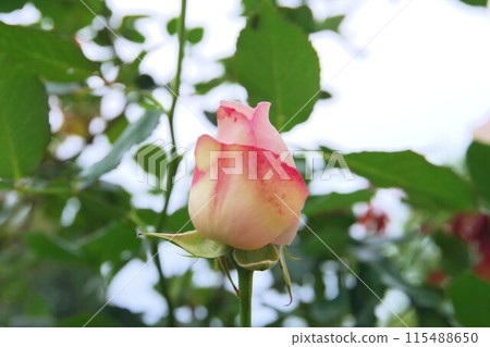 與玫瑰色花的風景 115488650