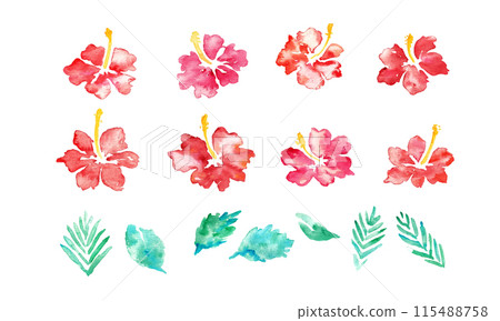 水彩。芙蓉向量框架與水彩觸摸。熱帶芙蓉背景。 115488758