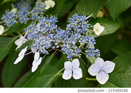  繡球花 115489100