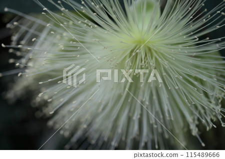 Flowering flower flowers Flowering flower flowers 115489666