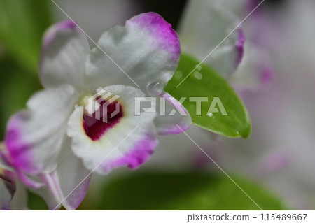 Dendrobium flower and raindrops Dendrobium flower and raindrops 115489667