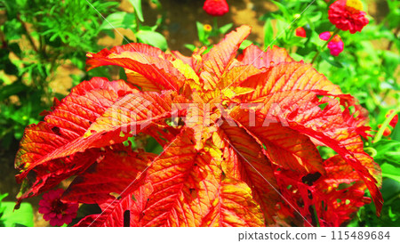 Scenery of cockscomb in a flowerbed 115489684