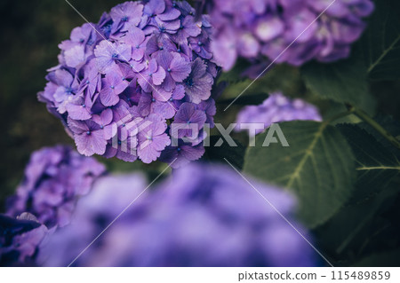 前景模糊的深紫色繡球花 前景模糊的深紫色繡球花 115489859