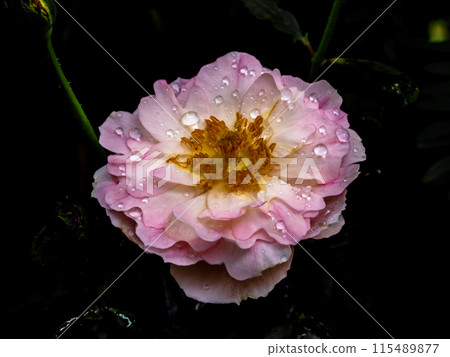 Shape and colors of Sea Anemones roses that blooming 115489877