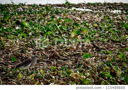 A Pond heron walking for food on a raft of water hyacinths A Pond heron walking for food on a raft of water hyacinths 115489888