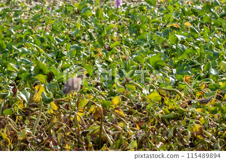 A Pond heron walking for food on a raft of water hyacinths 115489894