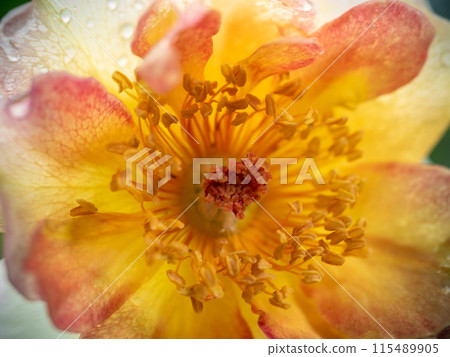 Delicate La Parisienne rose pollens and petals as nature background Delicate La Parisienne rose pollens and petals as nature background 115489905