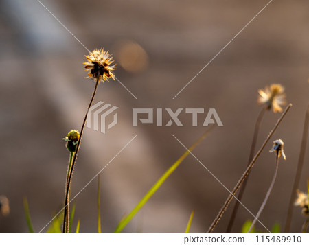 The seed of a Tridax Daisy flower when withering 115489910