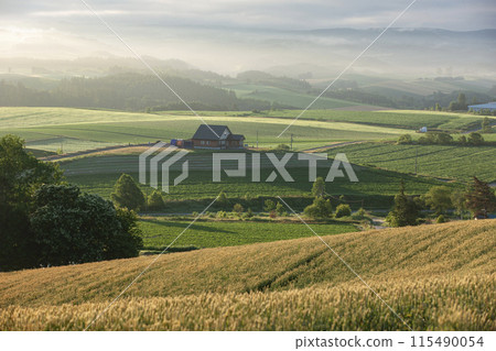 Wheat field hills and earth 115490054