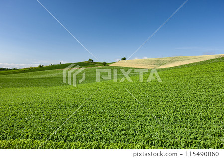 Wheat field hills and earth Wheat field hills and earth 115490060