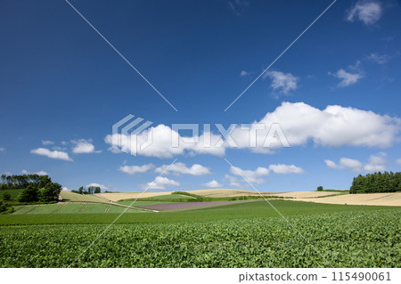 Wheat field hills and earth Wheat field hills and earth 115490061