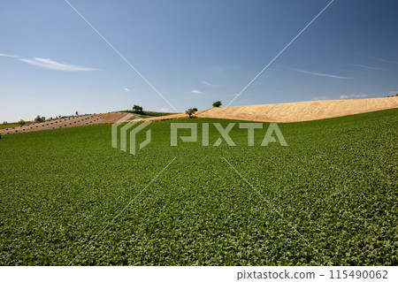 Wheat field hills and earth Wheat field hills and earth 115490062