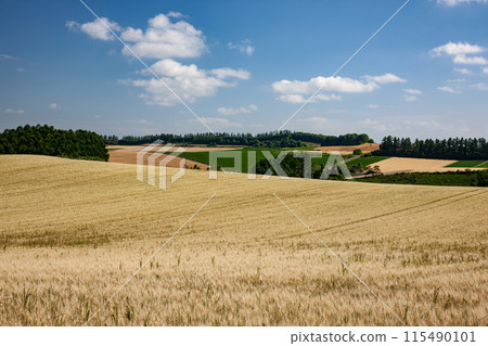 Wheat field hills and earth 115490101