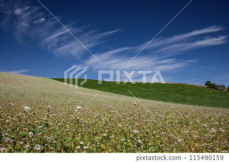 蕎麥花盛開的山丘 蕎麥花盛開的山丘 115490159