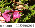 蜻蜓從花中吸取花蜜 115490204