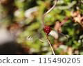 蜻蜓粘在樹葉上 115490205