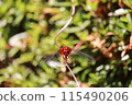 蜻蜓粘在樹葉上 115490206