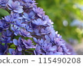 百合紫色繡球花 115490208