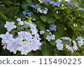 藍色繡球花 115490225