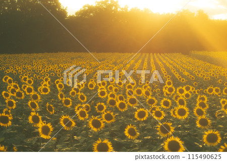 Sunflower field illuminated by the setting sun Sunflower field illuminated by the setting sun 115490625