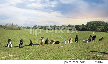 group of dogs group of dogs 115490629