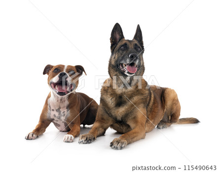 staffordshire bull terrier and malinois 115490643
