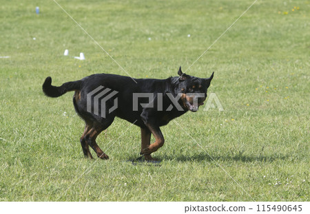 rottweiler training for competition 115490645
