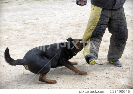 training of rottweiler 115490646