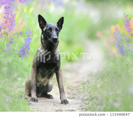 belgian shepherd in nature belgian shepherd in nature 115490647