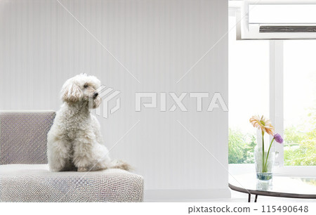 poodle in nature poodle in nature 115490648