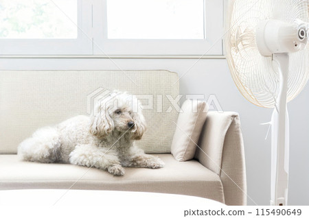 poodle in home 115490649